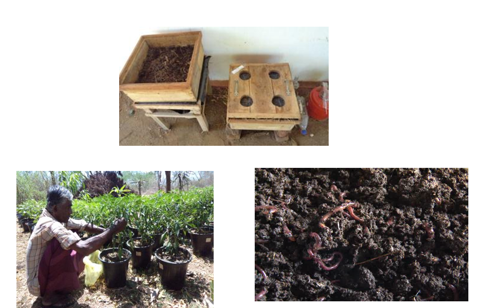 Toxic free vegetable cultivation: producing vermi-composting, Bio char and wood vinegar